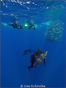 Sailfish on the hunt by Uwe Schmolke 